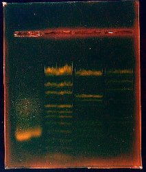 Cliquer sur l'image pour l'agrandir
