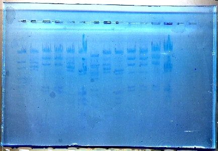 Cliquer sur l'image pour l'agrandir