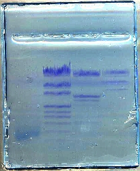 Cliquer sur l'image pour l'agrandir