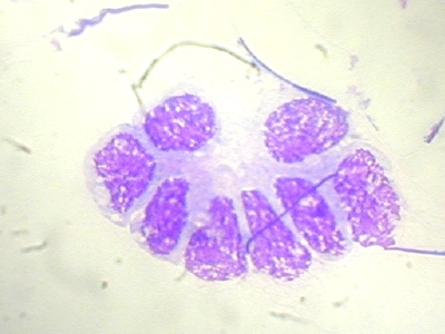 Cliquer sur l'image pour l'agrandir
