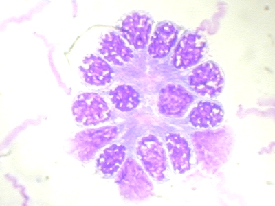 Cliquer sur l'image pour l'agrandir