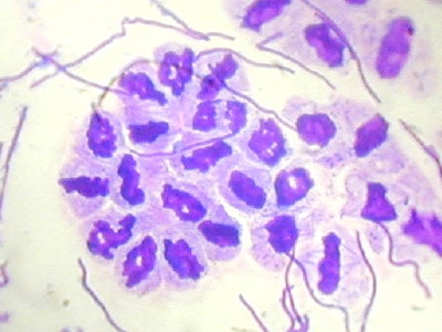 Cliquer sur l'image pour l'agrandir