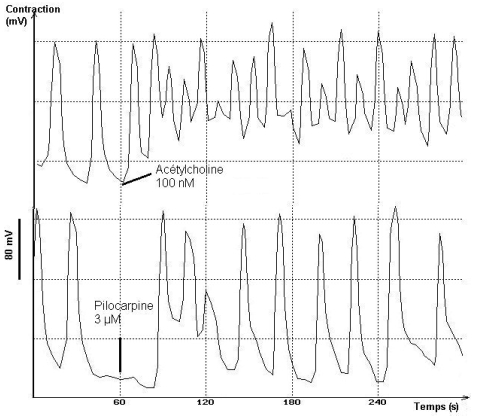 CLIQUER SUR L'IMAGE POUR L'AGRANDIR