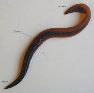 Cliquer sur l'image pour l'agrandir