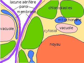 Sch&eacute;ma de chloroplaste d'arum