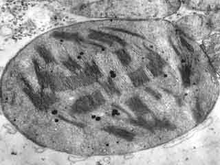 vue g&eacute;n&eacute;rale de chloroplaste d'arum