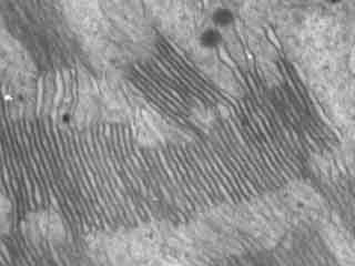 Thylaco&iuml;des d'arum