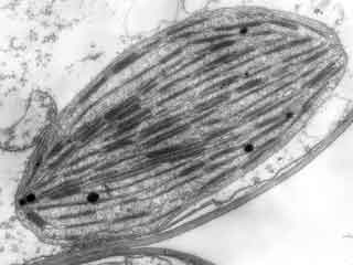 Vue g&eacute;n&eacute;rale d'un chloroplaste de cellule jeune d'orge