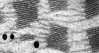 Thylaco&iuml;des de cellule diff&eacute;renci&eacute;e