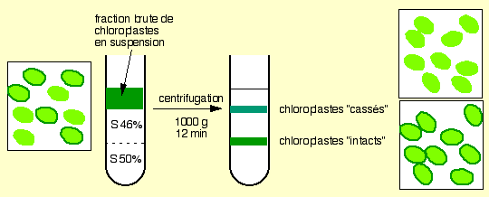 Les chloroplastes "cass&eacute;s" et intacts se s&eacute;parent selon leur densit&eacute;