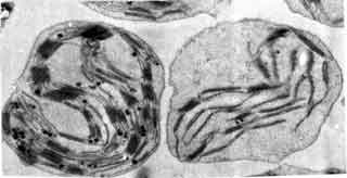 Chloroplastes intacts