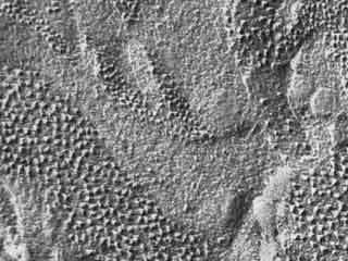 d&eacute;tail observation par cryofracture d'un chloroplaste d'&eacute;pinard