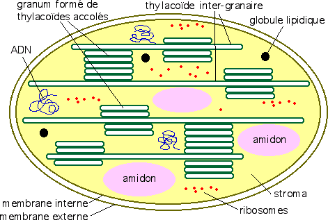 Sch&eacute;ma explicatif d'un chloroplaste.