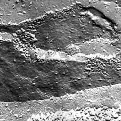 Mutant d&eacute;ficient en PSII