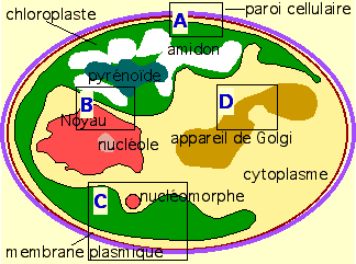 Sch&eacute;ma d'une cellule de cryptomonas.