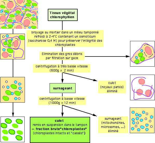 Protocole sch&eacute;matique d'isolement de chloroplastes.