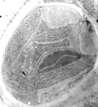 Vue g&eacute;n&eacute;rale d'une cellule de Giraudyopsis