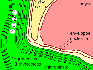 Sch&eacute;ma. D&eacute;tail de l'ultrastructure du Giraudyopsis