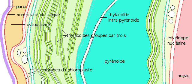 Sch&eacute;ma explicatif  du chloroplaste de Giraudyopsis