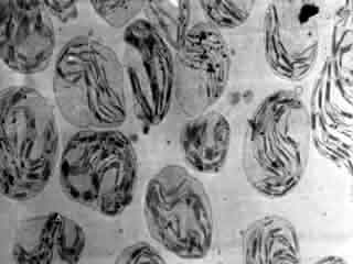 Fraction purifi&eacute;e de chloroplastes