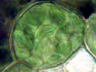 Cellule de la gaine p&eacute;rivasculaire "in vivo"