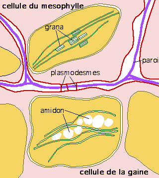Sch&eacute;ma.Cellules de la gaine et du m&eacute;sophylle