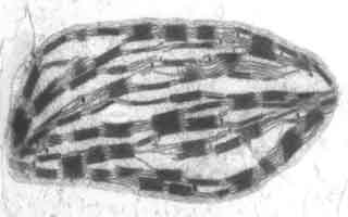 Chloroplaste du m&eacute;sophylle