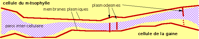 Sch&eacute;ma.Relation intercellulaire entre une cellule du m&eacute;sophylle et une cellule de la gaine.
