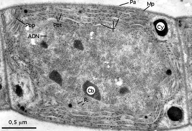 Vue g&eacute;n&eacute;rale d'une cellule d'un filament d'Oscillatoria en MET