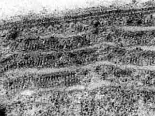 Autre d&eacute;tail des thylaco&iuml;des p&eacute;riph&eacute;riques.