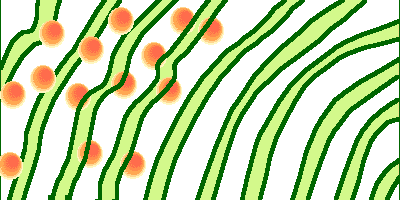 schéma interprétatif montrant les phycobilisomes