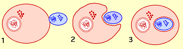 Sch&eacute;ma d'endosymbiose primaire