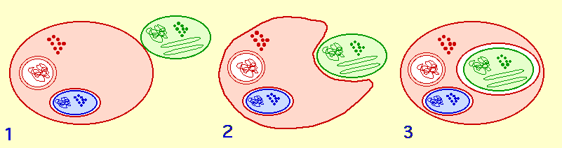 Sch&eacute;ma d'endosymbiose primaire