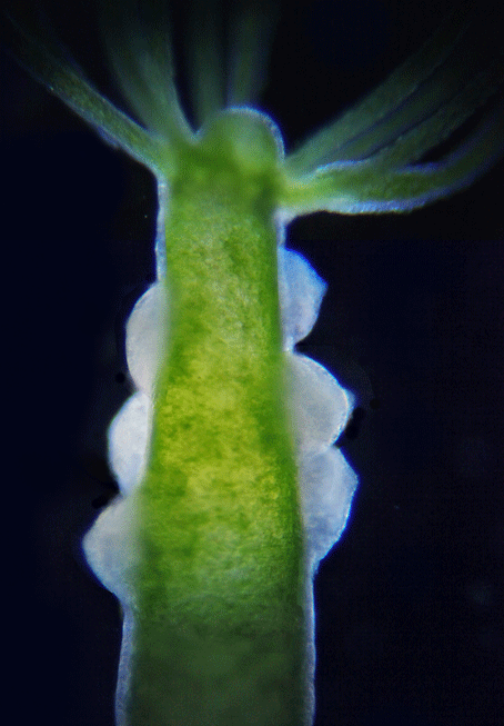 Hydraires,hydre d'eau douce,reproduction sexuée,ovaires,ampoules ...