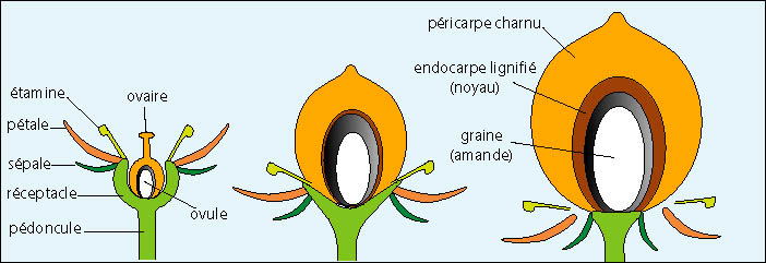 de la fleur &agrave; l'abricot, sch&eacute;ma