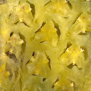 coupe tangentielle de la pulpe d'ananas