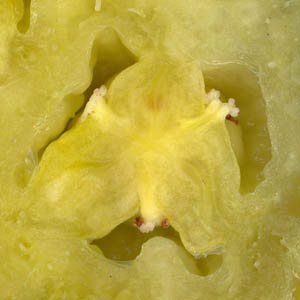 d�tail de la coupe tangentielle de la pulpe d'ananas