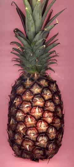 Morphologie externe d'ananas