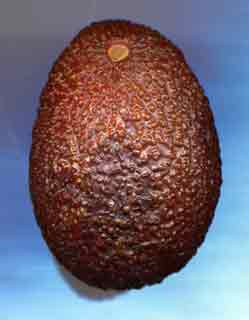 Morphologie externe d'un avocat