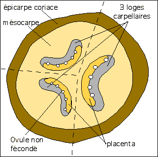 Banane coupe transversale sch&eacute;ma 