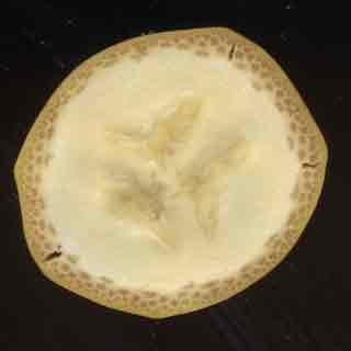 Banane coupe transversale