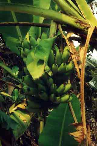 R&eacute;gime de bananes sur son pied