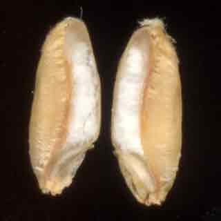 Grains de bl&eacute; coup&eacute;s longitudinalement.