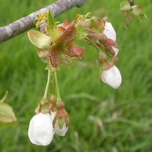 boutons de fleurs de cerisier