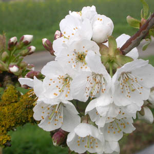 fleurs panouies de cerisier