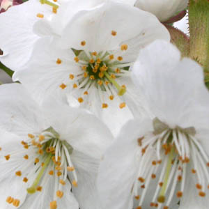 fleur panouie de cerisier montrant les nombreuses tamines