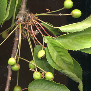 cerises en formation