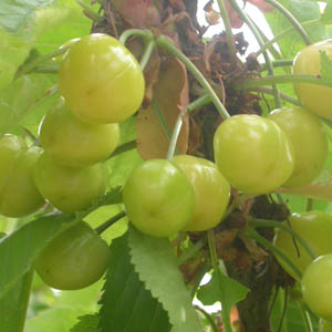 cerises vertes
