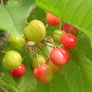 cerises mres