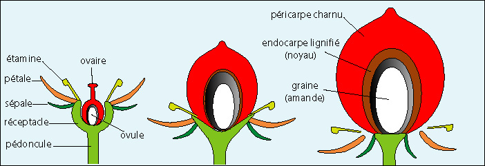 schma montrant la formation de la cerise  partir de l'ovaire